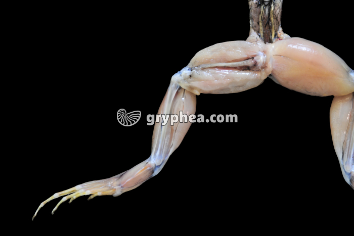 Patte postériere de Grenouille partiellement disséquée - gryphea.com